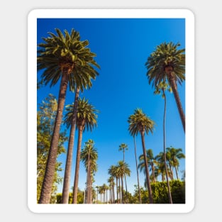 Hollywood California Palm Trees Magnet